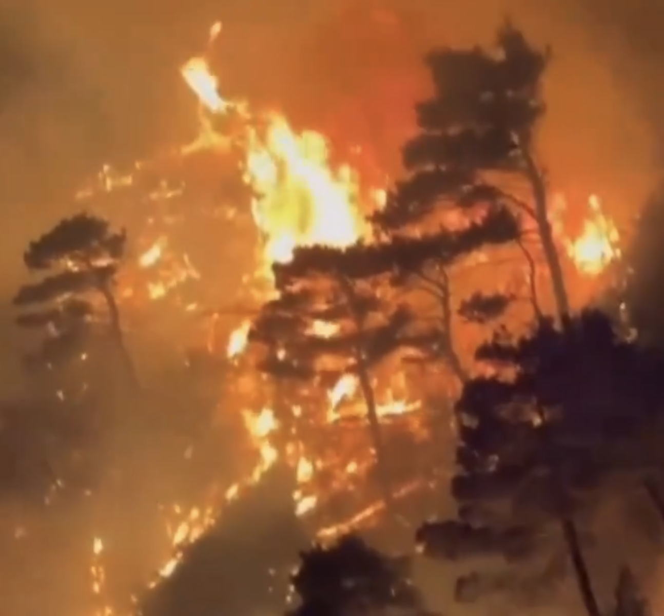 Argentina impune stare de urgență din cauza incendiilor de pădure care ard de decembrie