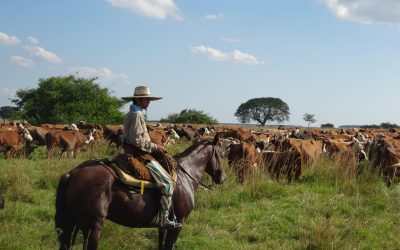 Vaches-Argentine©Pixabay.jpg - JurnalUrban