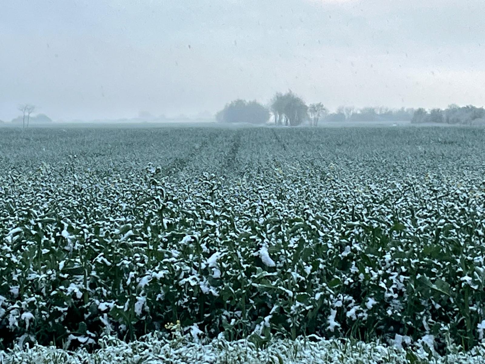 Startul lui 2026 aduce cu sine o avertizare pentru agricultori, odată cu anunțul Administrației Naționale de Meteorologie (ANM) referitor la perioada în care culturile de câmp și pomi-viticoli vor intra în stare de repaus vegetativ