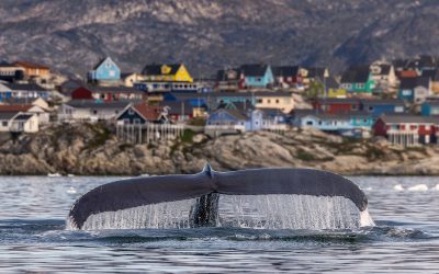 balena-Groenlanda.jpeg - JurnalUrban