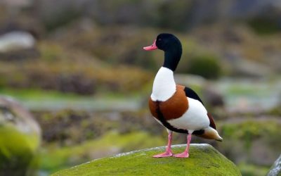 califar-comun-dt_1-Large-e1741276136102-1024x678-1.jpeg - JurnalUrban