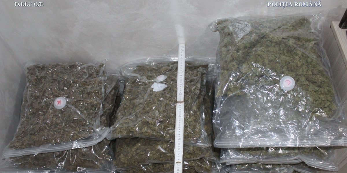 canabis.jpeg - JurnalUrban