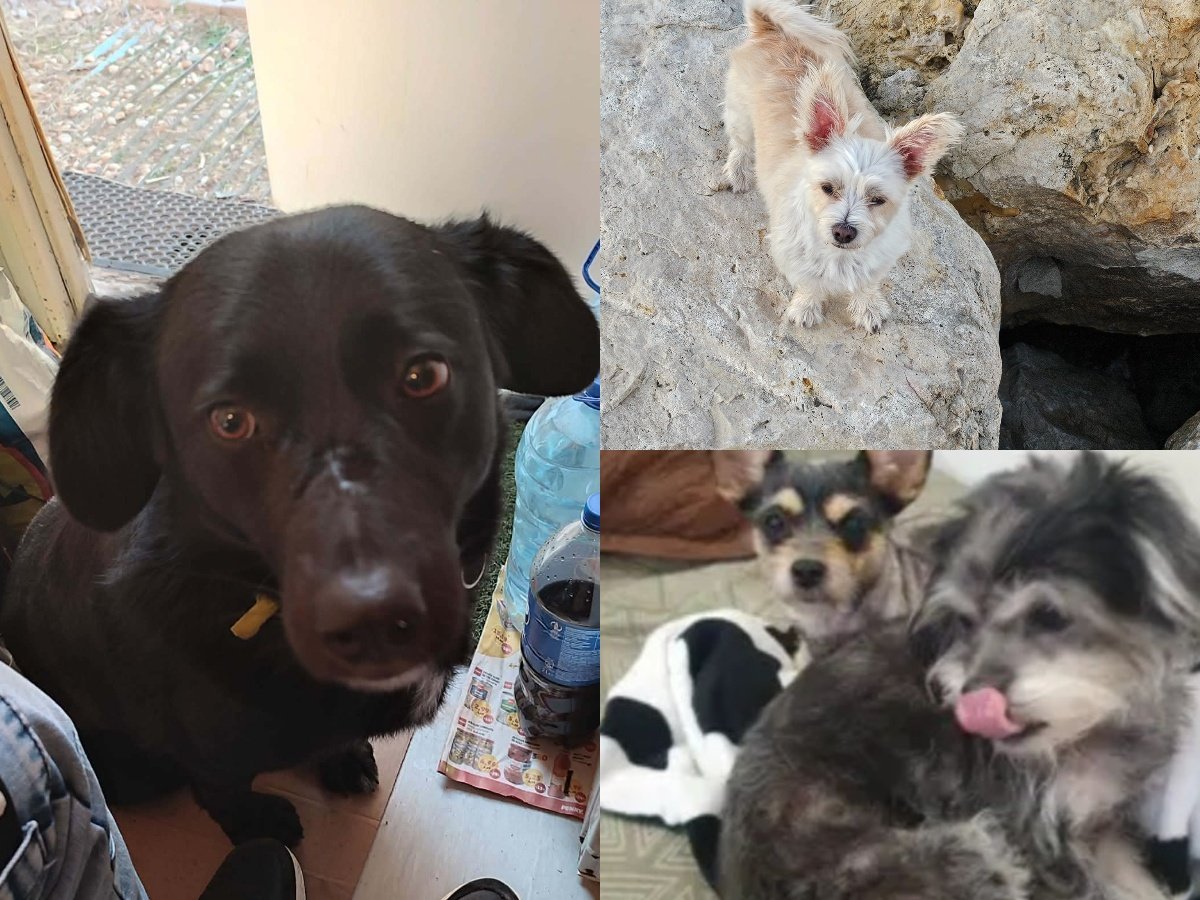 Un incident recent scoate din nou în evidență problema animalelor abandonate pe străzile Bucureștiului, în special în Sectorul 1