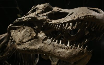 dinosaur-4684929_1280-e1718526721406.jpg - JurnalUrban