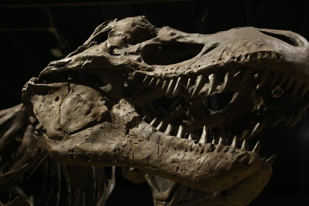 Unul dintre cele mai importante descobertiri paleontologice recente din Europa a fost făcut în această săptămână pe litoralul portughez