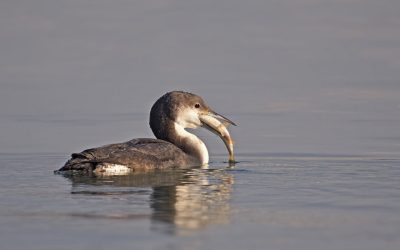 img_0059381206ca383b99438867b0852a8c.jpg - JurnalUrban