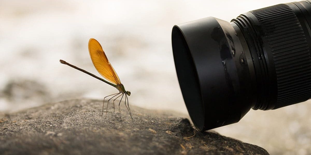 macro-foto.jpg - JurnalUrban