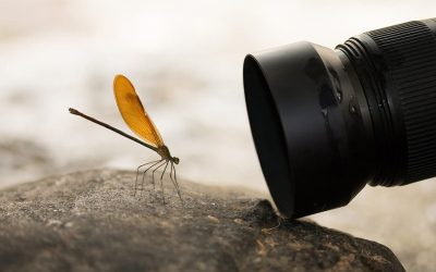 macro-foto.jpg - JurnalUrban