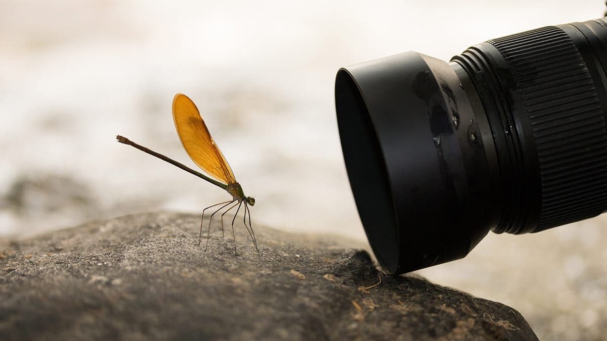 Fotografia macro devine adesea un puzzle complicat pentru orice pasionat, iar adevărata artă constă în controlul subtil al elementelor care fac diferența între o imagine reușită și una care pare luată de pe o scenă de film