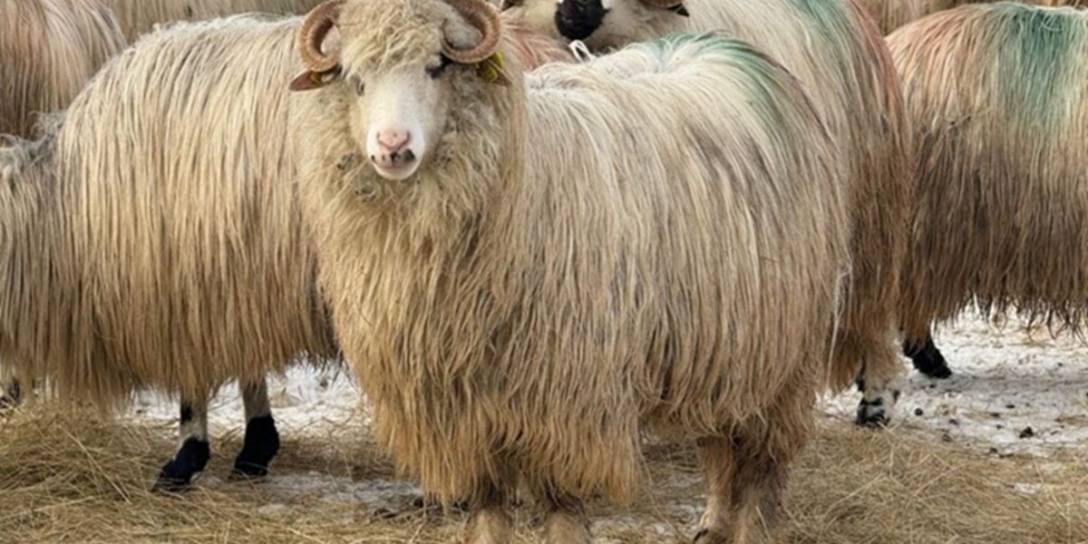 oi-maramures.jpg - JurnalUrban