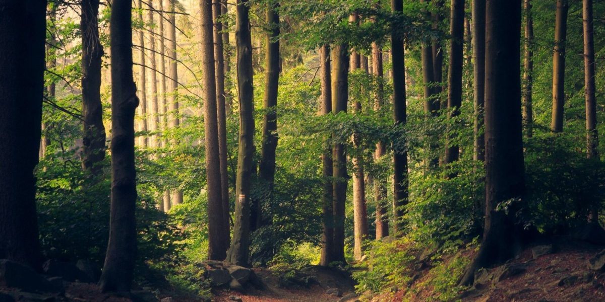 padure-copaci-fond-forestier-e1769507032420.jpg - JurnalUrban