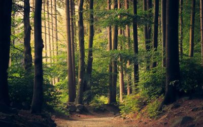 padure-copaci-fond-forestier-e1769507032420.jpg - JurnalUrban