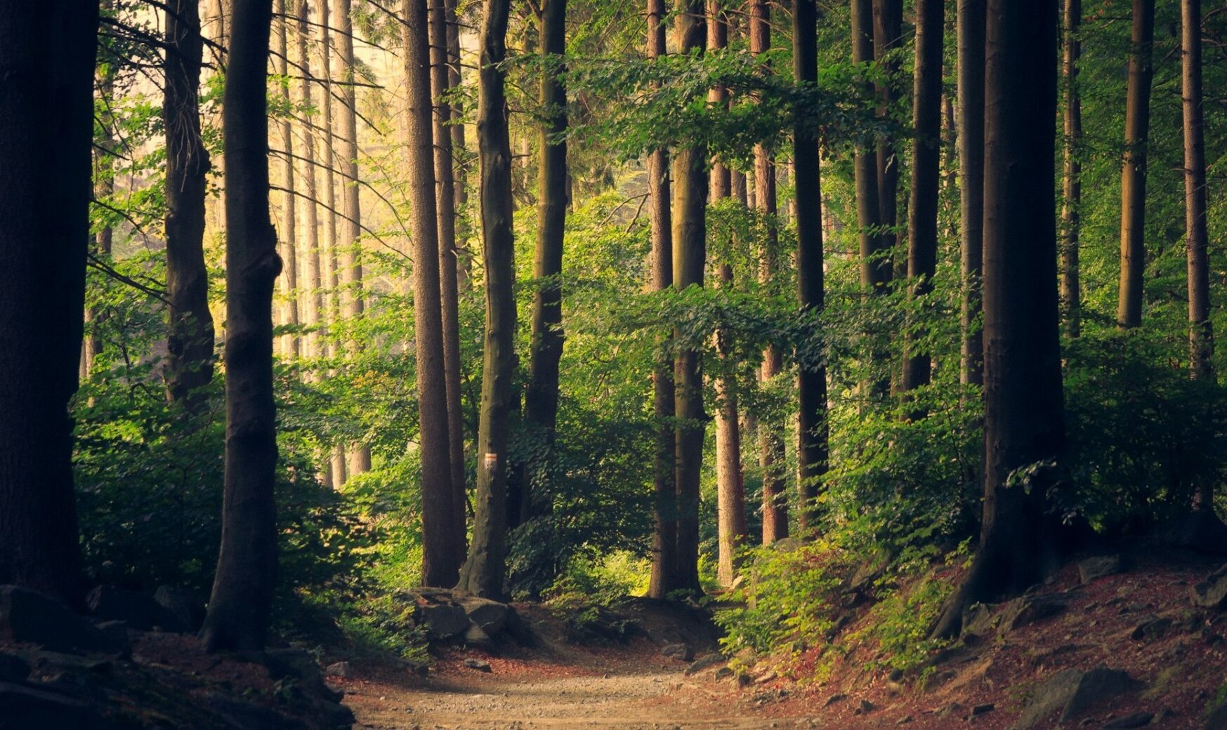 România va susține Republica Moldova printr-un grant de 1,7 milioane de euro pentru realizarea primului inventar forestier național, o inițiativă esențială pentru protejarea și gestionarea durabilă a resurselor sale naturale