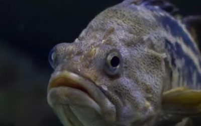 peste.jpg - JurnalUrban