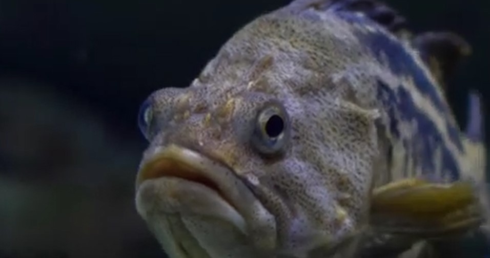 peste.jpg - JurnalUrban