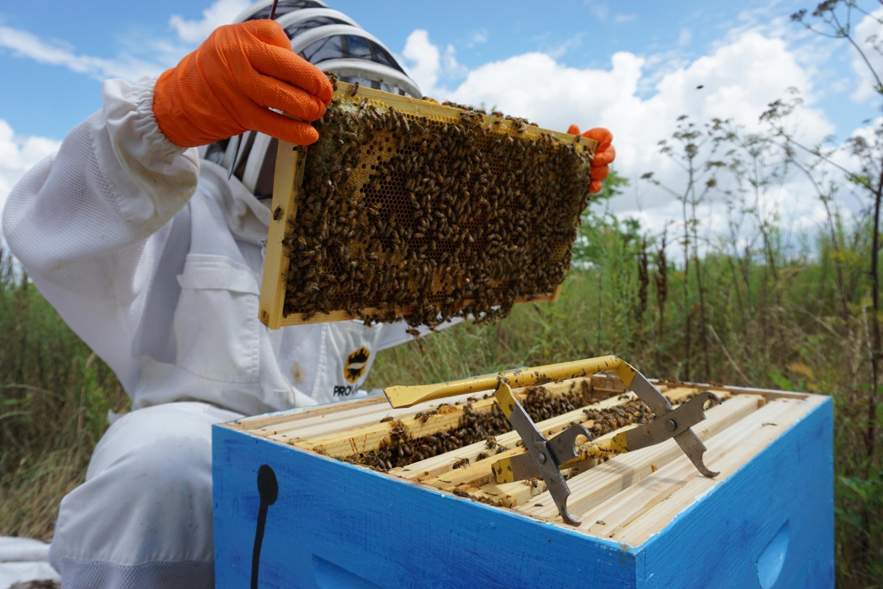 Sezonul de producție a mierii în România a fost unul extrem de dificil, cel mai slab în ultimii ani, din cauza unui amalgam de factori care au pus la grea încercare apicultorii