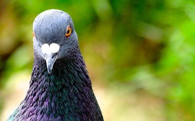 porumbel-natura-pasare-e1650119107355.jpg - JurnalUrban