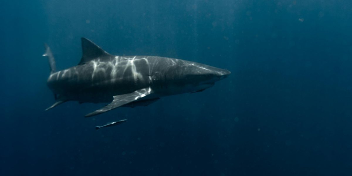 rachin-alb.jpg - JurnalUrban