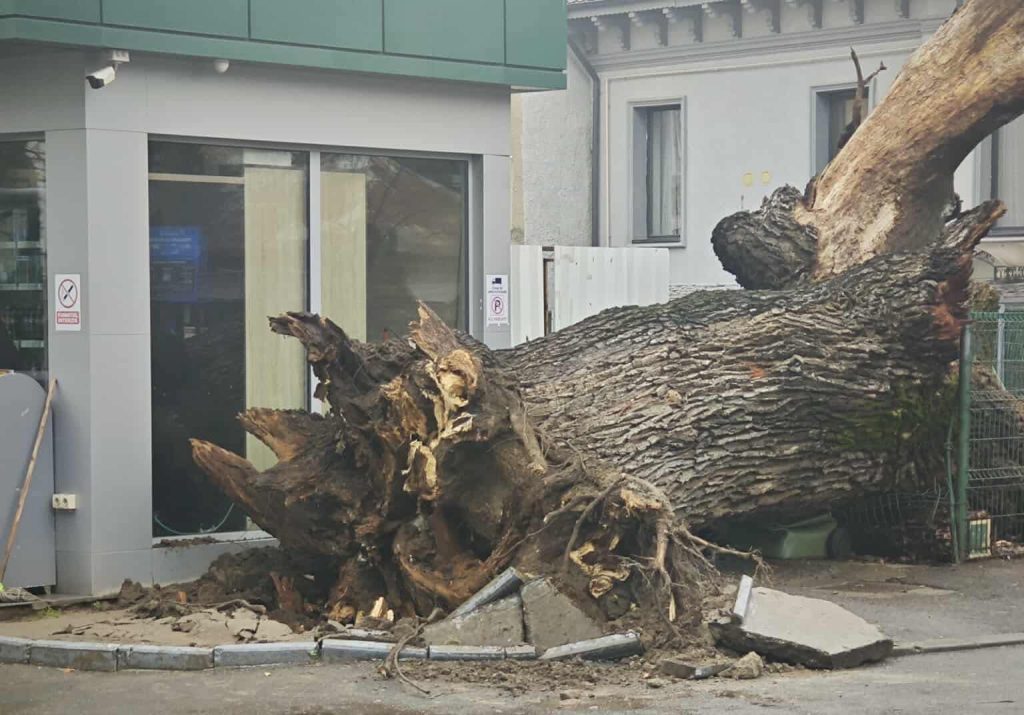 Un simbol al Bucureștiului, un stejar cu o vechime de aproximativ 300 de ani, s-a prăbușit marți, reprezentând o pierdere dureroasă pentru peisajul urban și pentru memoria colectivă a capitalei