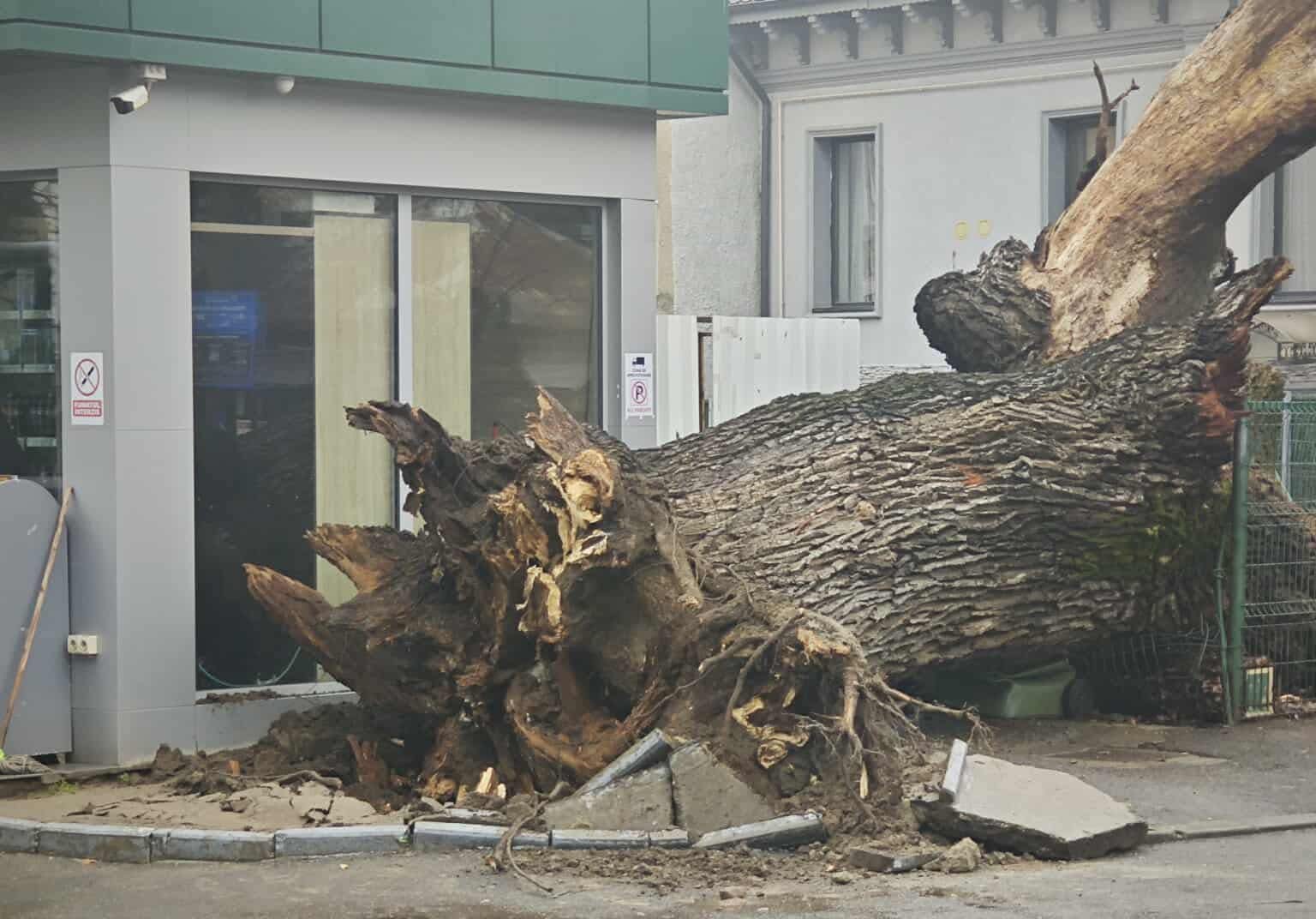 Un simbol al Bucureștiului, un stejar cu o vechime de aproximativ 300 de ani, s-a prăbușit marți, reprezentând o pierdere dureroasă pentru peisajul urban și pentru memoria colectivă a capitalei