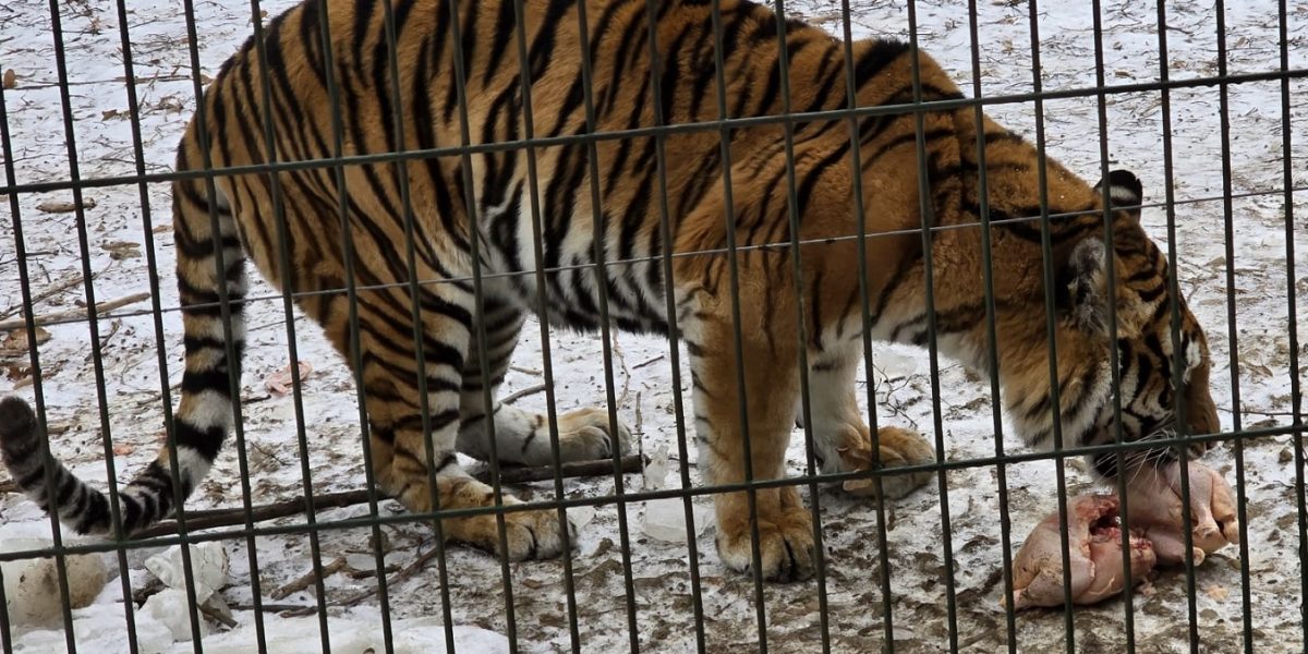 tigru-zoo-bucov.jpeg - JurnalUrban