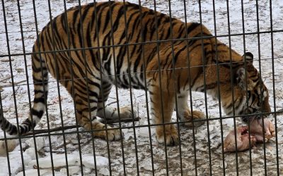 tigru-zoo-bucov.jpeg - JurnalUrban