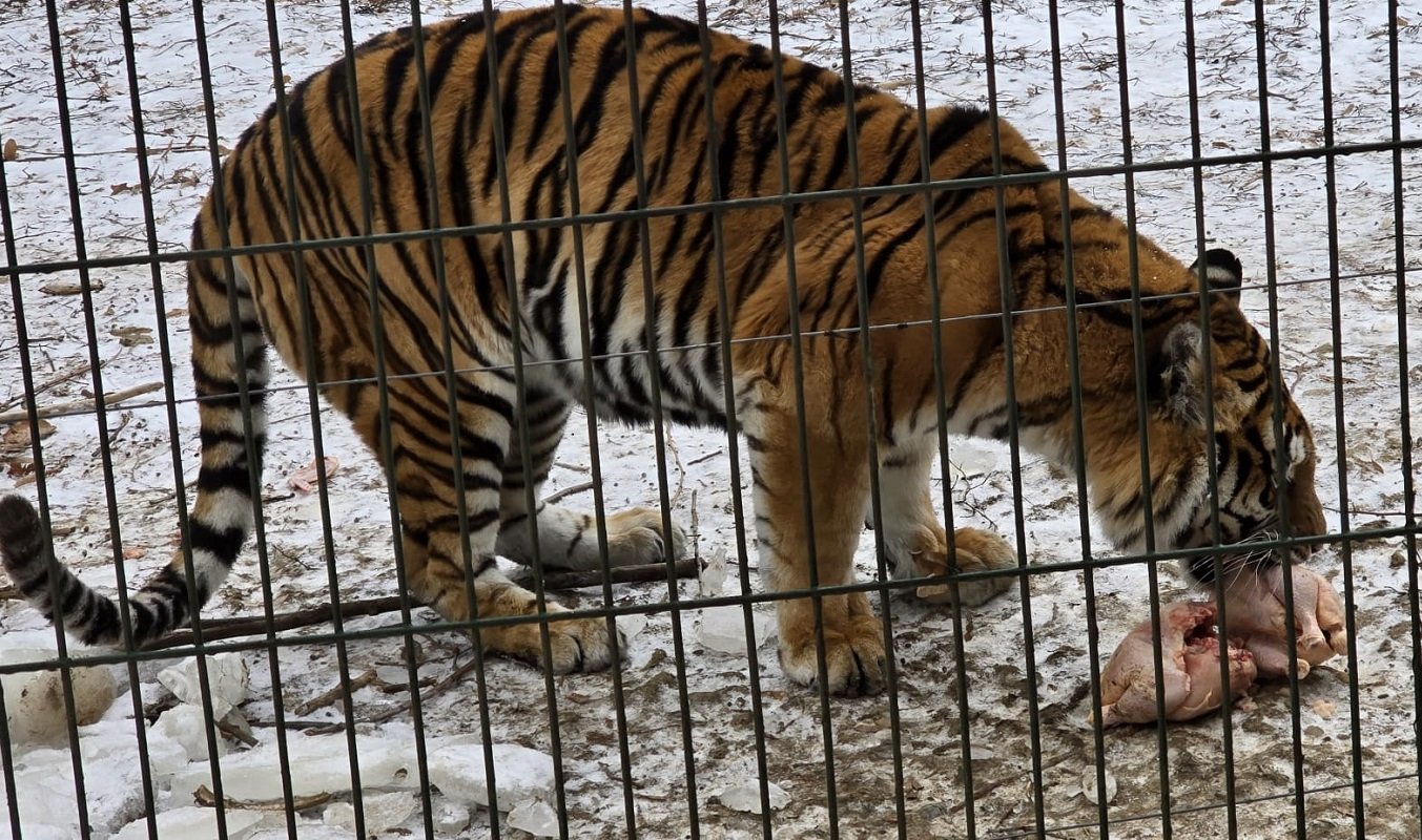 Temperaturi extrem de scăzute și ger sever: Protecția speciilor exotice de la Grădina Zoologică de la Bucov Valul de frig extrem ce afectează în această perioadă România a ajuns să pună serios la încercare nu doar administrarea serviciilor publice sau cetățenii, ci și fauna de la granița naturii și a animalelor captive