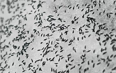 uhttps3A2F2Fobservatornews.ro2Fuploads2Fmodules2Fnews2F02F20262F12F152F6428782Fpurici.jpeg - JurnalUrban