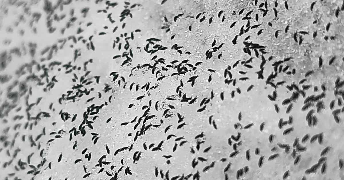 Musculițele de zăpadă invadază Clujul: nu este motiv de panică Mii de musculițe de zăpadă (Hypogastrura nivicola) au fost observați în Cluj, provocând îngrijorare printre locuitori