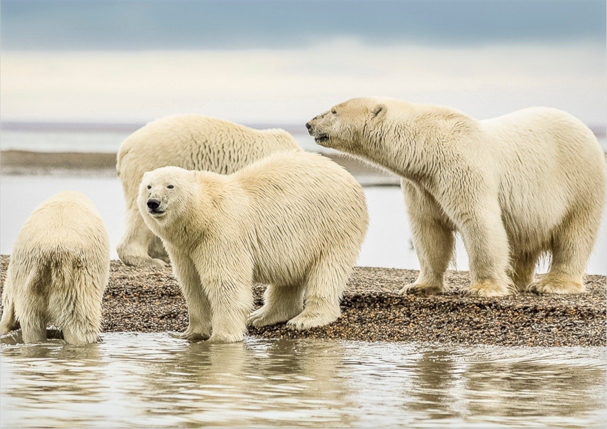 Ursul polar, reînnoit în fața încălzirii globale: o surpriză pentru cercetători în arhipelagul Svalbard În mijlocul unui peisaj caruia i se schimbă fața pe zi ce trece, câțiva urși polari din arhipelagul norvegian Svalbard au produs o surpriză pentru specialiști: aceștia au reușit să-și mărească masa corporală și, implicit, să devină mai rezistenți în fața efectelor devastatoare ale încălzirii globale