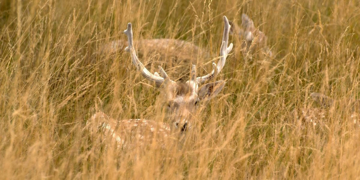 vanatoarecerbi.jpg - JurnalUrban