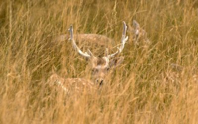 vanatoarecerbi.jpg - JurnalUrban