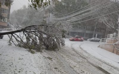 viscol-copaci-cazuti-iarna-zapada-cod-rosu7-e1700996732540.jpg - JurnalUrban