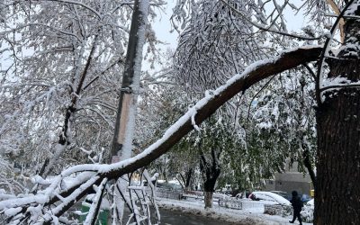 zapada-iarna-nameti-drumuri-inchise-viscol-cod-rosu-vreme-rea-noroi-deszapezire-copaci-cazuti2.jpeg - JurnalUrban