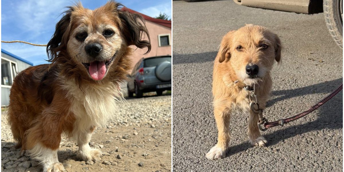 Amenzi-pentru-bucurestenii-care-nu-sterilizeaza-cainii-de-rasa-comuna-.jpg - JurnalUrban