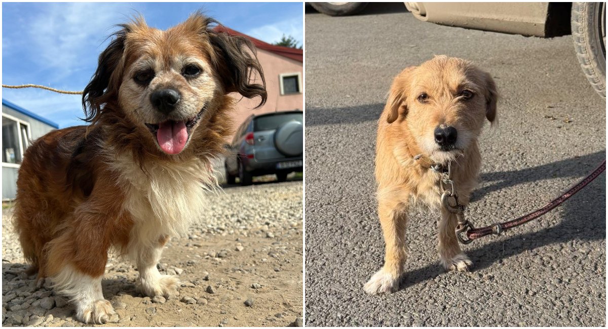 Bucureștenii care dețin câini de rasă comună trebuie să fie conștienți de obligațiile legale și de riscurile financiare pe care le implică nerespectarea acestora