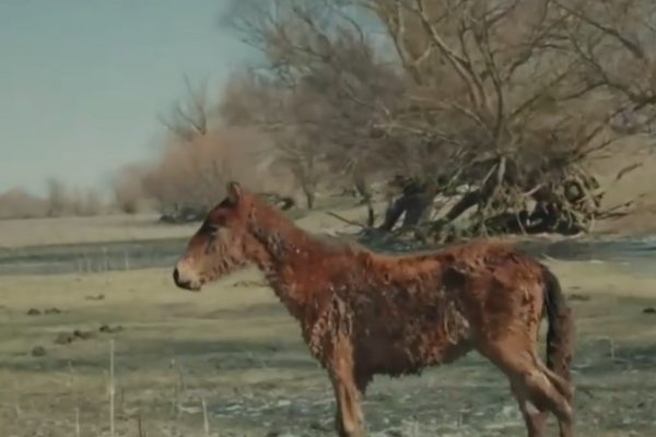 Scene cutremurătoare în rezervația Deltei: Caii sălbatici sunt atât de slăbiţi, încât abia mai stau în picioare. Unii au murit