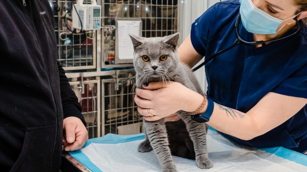 O campanie de sterilizări gratuite pentru pisici, destinată atât animalelor cu și fără stăpân, va avea loc în București în perioada 7-8 februarie, anunță Autoritatea pentru Supravegherea și Protecția Animalelor (ASPA)