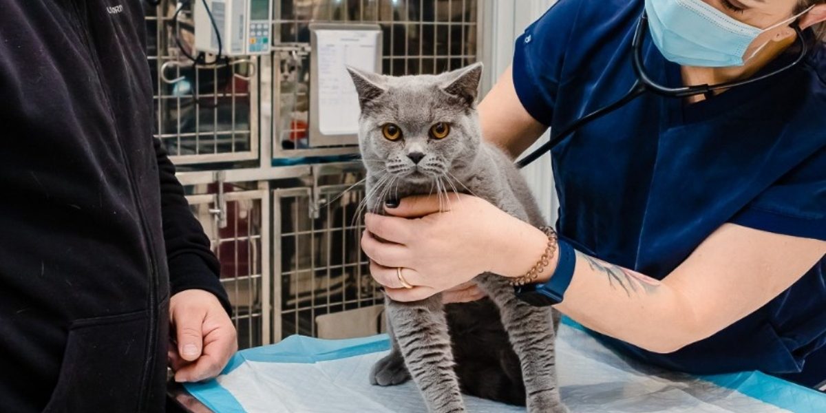 Campania-de-sterilizari-gratuite-pentru-pisici.jpg - JurnalUrban