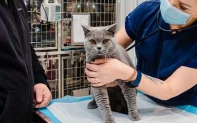 Campania-de-sterilizari-gratuite-pentru-pisici.jpg - JurnalUrban