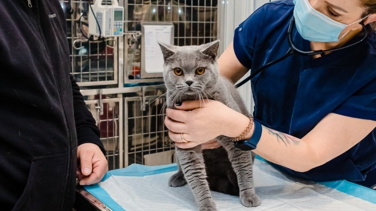O campanie de sterilizări gratuite pentru pisici, destinată atât animalelor cu și fără stăpân, va avea loc în București în perioada 7-8 februarie, anunță Autoritatea pentru Supravegherea și Protecția Animalelor (ASPA)