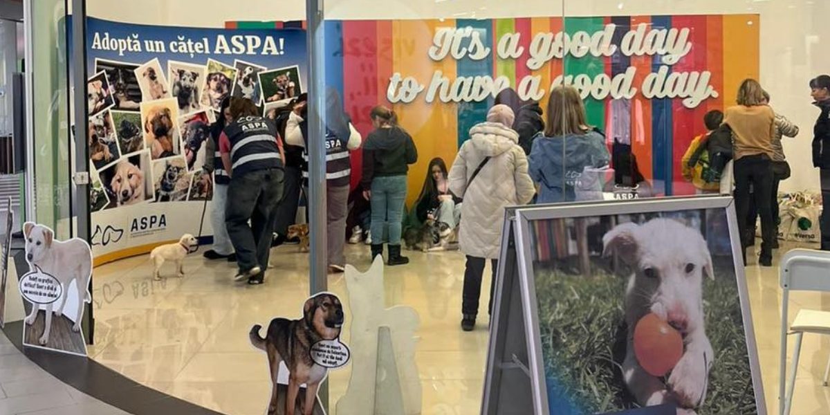 Catei-adoptati-primul-targ-de-adoptii-ASPA.jpg - JurnalUrban
