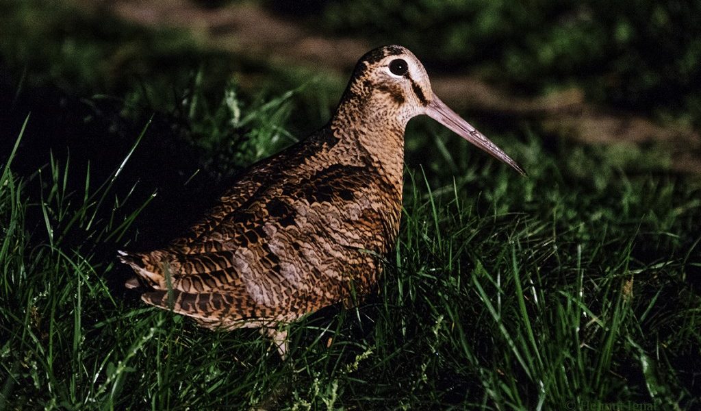 DSF2128l_1024x683.jpg - JurnalUrban