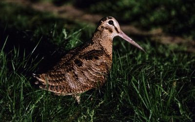 DSF2128l_1024x683.jpg - JurnalUrban