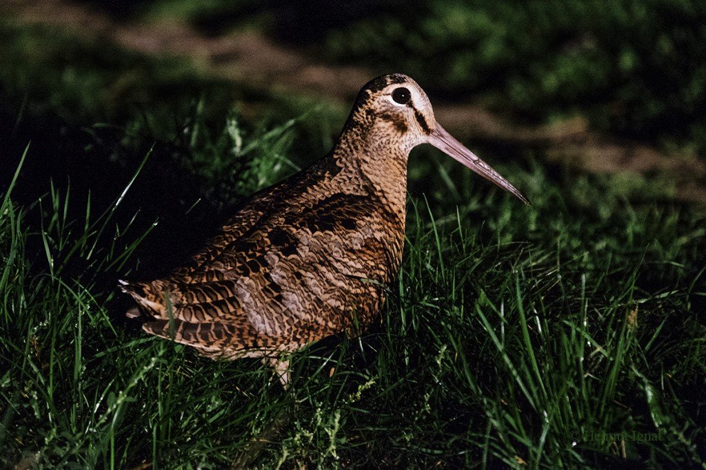 O plimbare ornitologică ghidată, gratuită, va avea loc duminică în Parcul Tineretului din București, o oportunitate perfectă pentru pasionații de natură și pentru curiosi să descopere lumea păsărilor de sezon