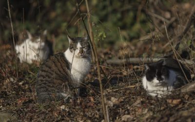 ID289854_INQUAM_Photos_Octav_Ganea-scaled-e1760529916143-1600x918-1.jpg - JurnalUrban