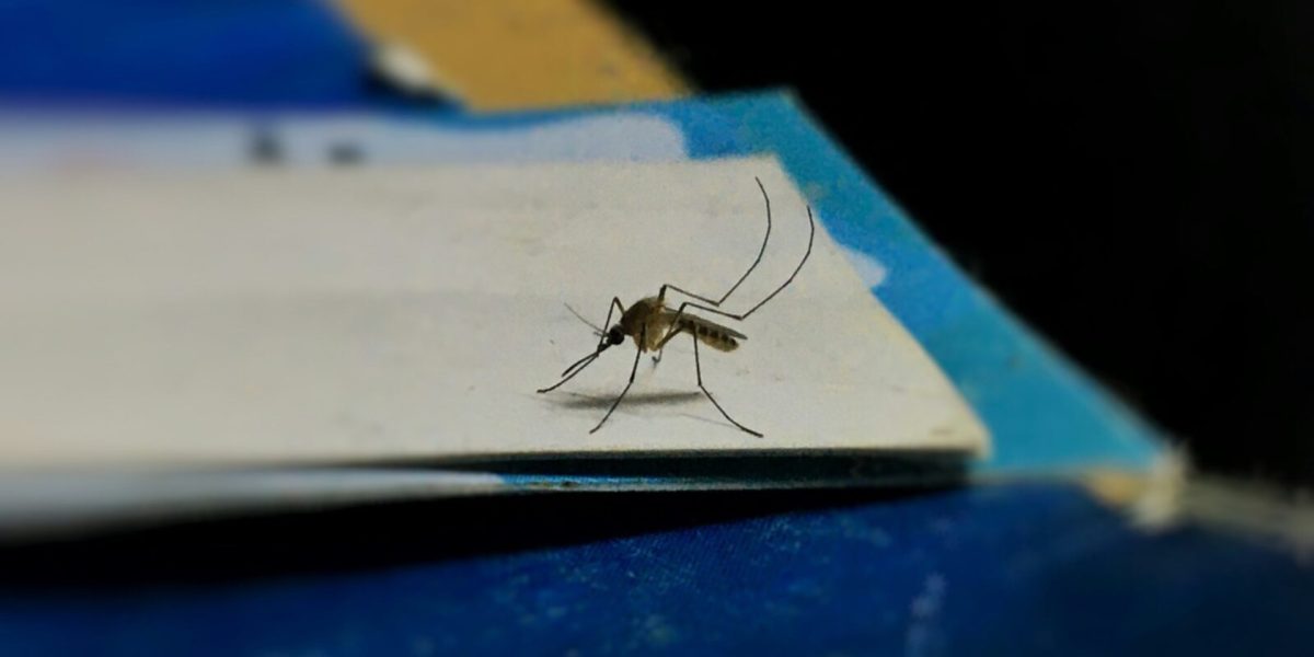 Ilfov-fara-tantari.jpg - JurnalUrban