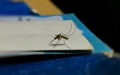 Ilfov-fara-tantari.jpg - JurnalUrban