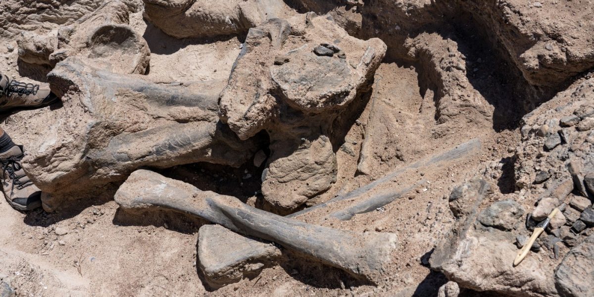 Oase-de-dinozaur.jpg - JurnalUrban