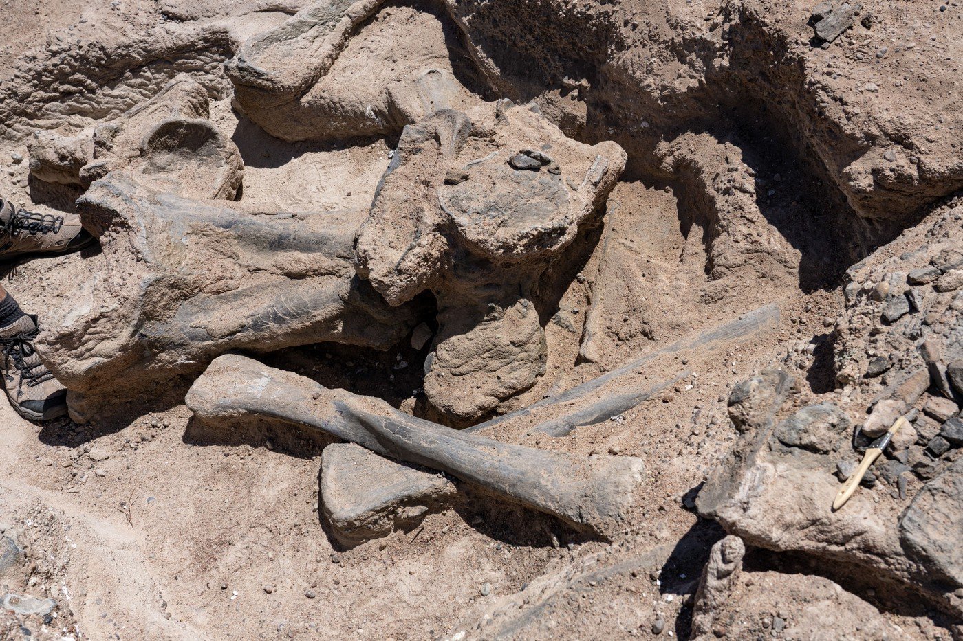 Descoperire revoluționară în paleontologie: fosilele unui mic dinozaur din Spania schimbă paradigma evoluției speciei O descoperire arheologică de amploare zguduie încrederea în înțelesurile tradiționale ale arborelui evoluției